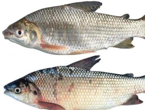 Bocachico y Sábalo.