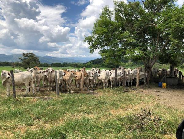 El poderoso empresario Felipe Rocha, famoso por la pirámide ganadera ...