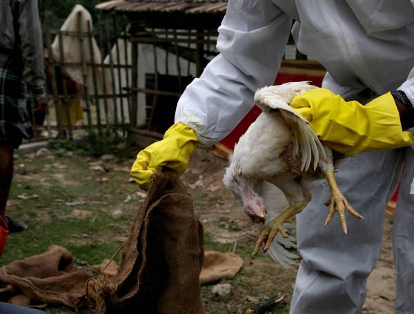 Un miembro del Departamento de Recursos Animales agarra a una de las 400 gallinas que fueron sacrificadas en una granja