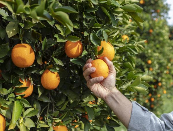 Esta fruta fortalece los huesos.