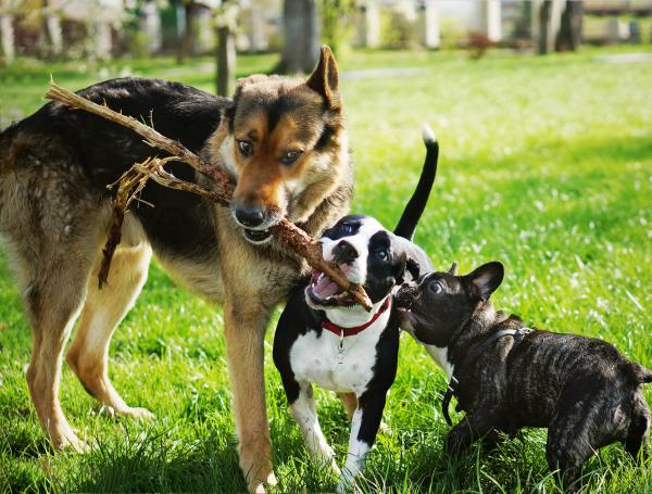 Los paseos son la oportunidad perfecta para que ellos interactúen con otros perros.