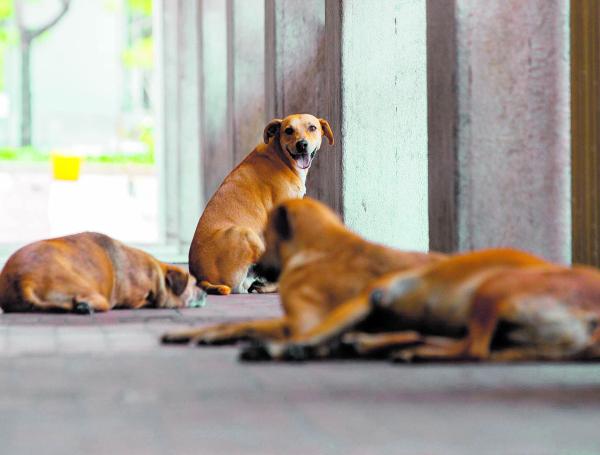 Perros callejeros en Barranquilla