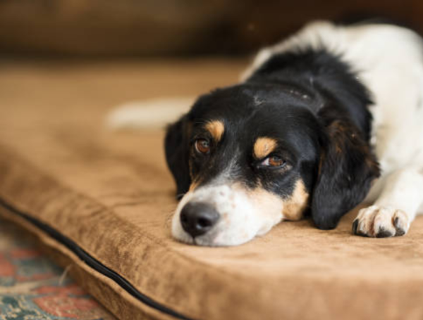 La dieta juega un papel crucial en el manejo de la enfermedad renal en perros, con alimentos especialmente formulados para reducir la carga sobre los riñones.