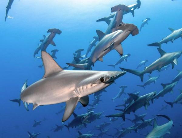 Tiburones.
