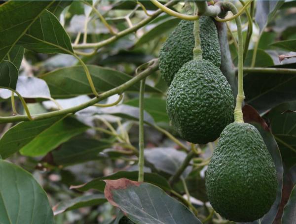 El aguacate Hass colombiano ya está presente en 30 países.