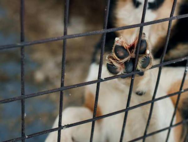 El maltrato animal es tortura de la crueldad humana.