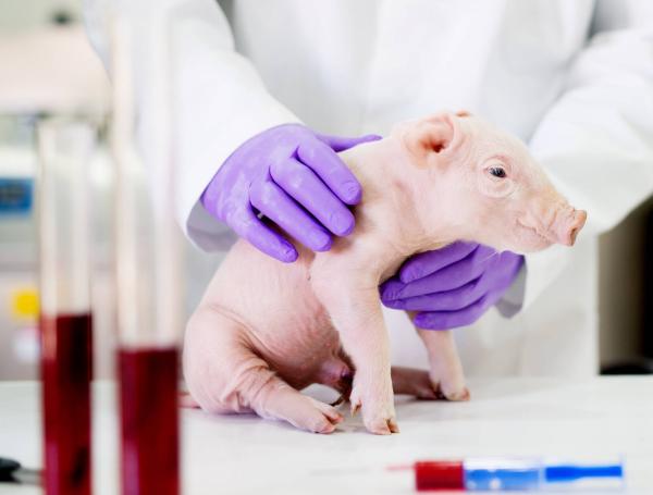 Los cerdos fueron entregados a instituciones médicas para iniciar la fase de investigación preclínica.