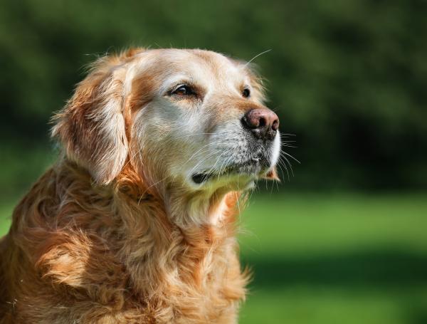 Consejos para cuidar a su mascota en la vejez