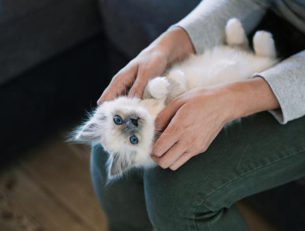 Esto significa que su gato se recueste sobre sus piernas.