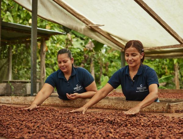 cacao