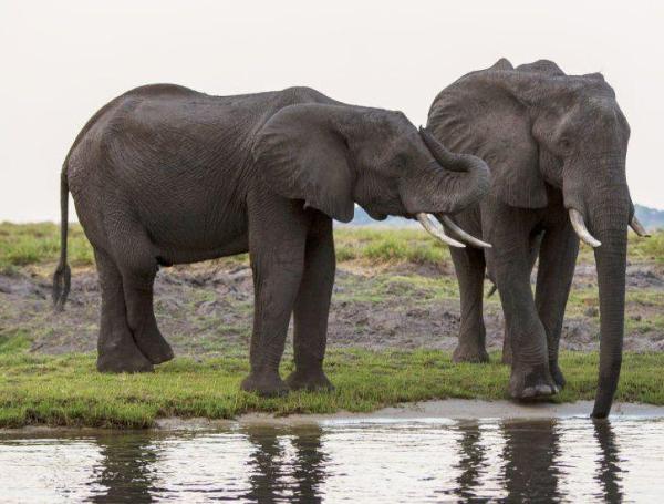 Botswana ha donado miles de elefantes a países vecinos. 
