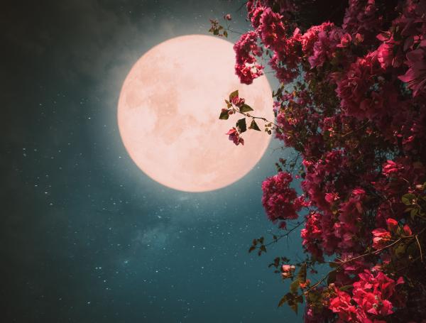 La flores emana olor con los rayos de la Luna