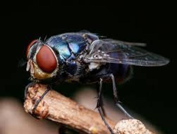 Los gusanos barrenadores (vector) se transmiten cuando una mosca hembra pone sus huevos sobre una herida superficial de un animal.