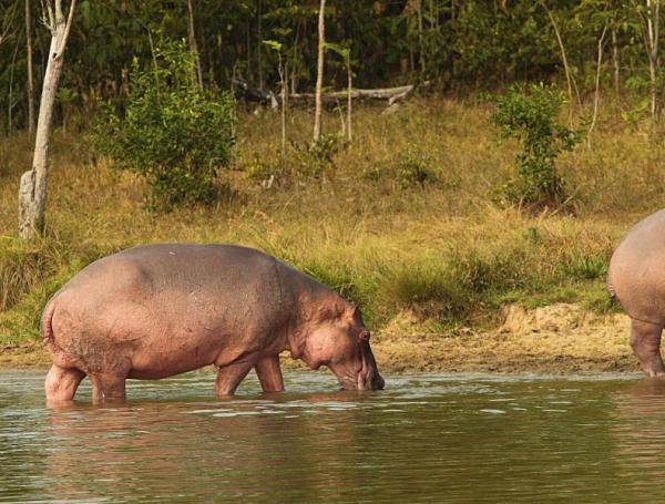 El hipopótamo común es un gran mamífero que habita en el África subsahariana, un lugar en el que esta especie tiene condiciones naturales que ayudan a regular el tamaño de su población como, por ejemplo, periodos de sequía en los que se reduce la concepción de crías y aumenta la tasa de mortalidad al escasear las fuentes de alimentación y al proliferar enfermedades causadas por el calor. Controles naturales que no existen en el Magdalena medio.