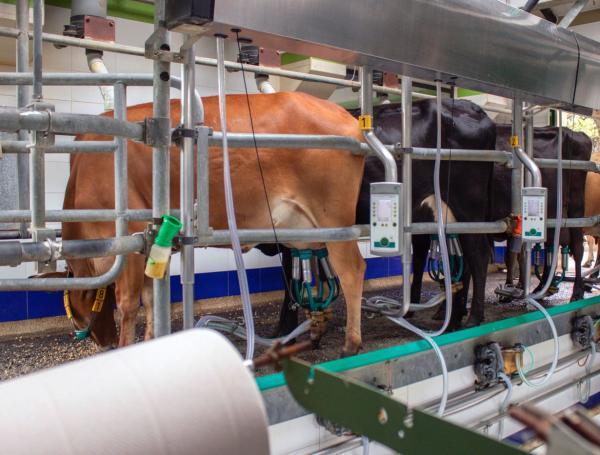 Vacas en Colombia, leche