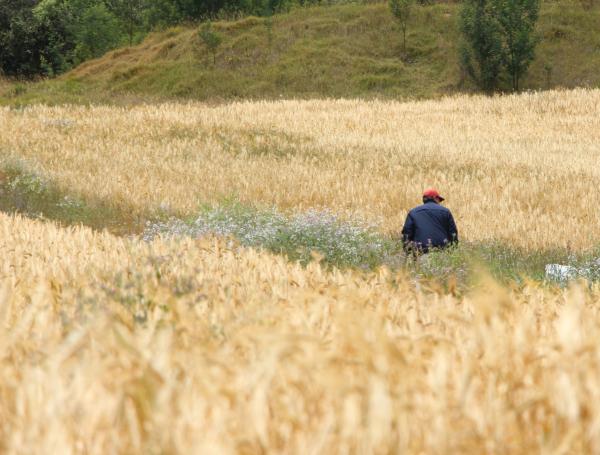Cultivo de cebada que está a dos semanas para convertirse en cosecha.