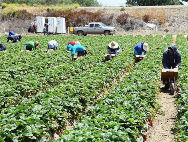 Los trabajadores del campo son un sector muy importante en California