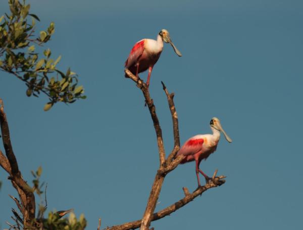 En Camarones, La Guajira, se registraron 125 especies de aves entre migratorias y residentes.