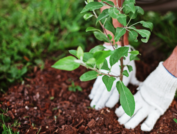 La Jardinería implica cuidar las plantas.