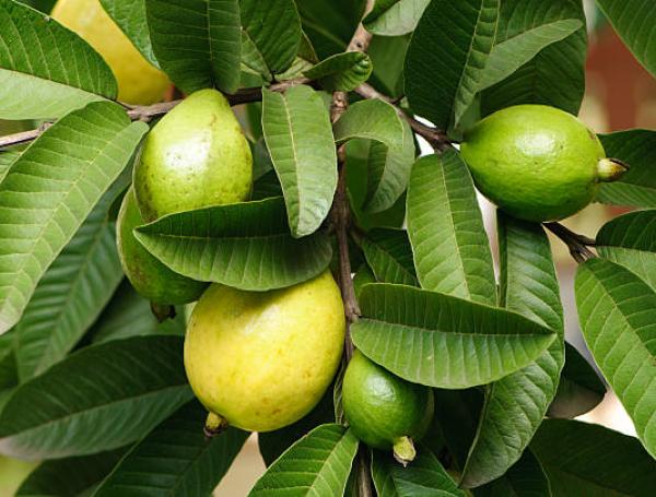hojas de guayaba