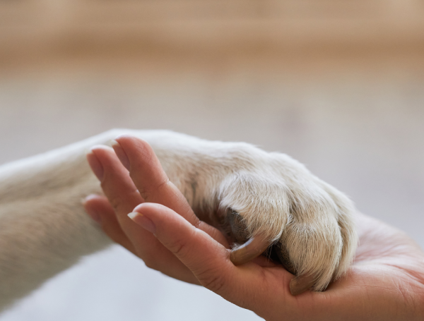 Adopción de perros