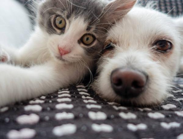 Perros y gatos