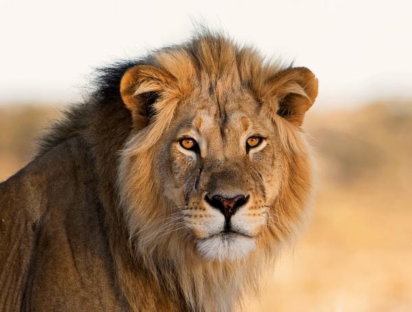 león