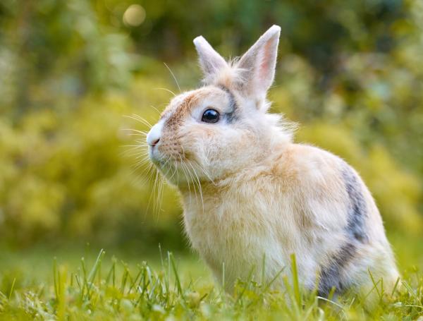 conejo