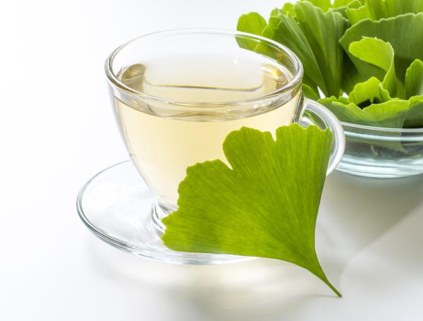 ginkgo biloba