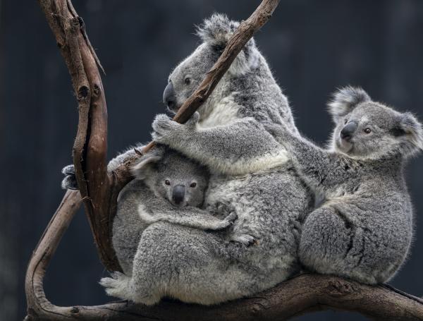 Koalas