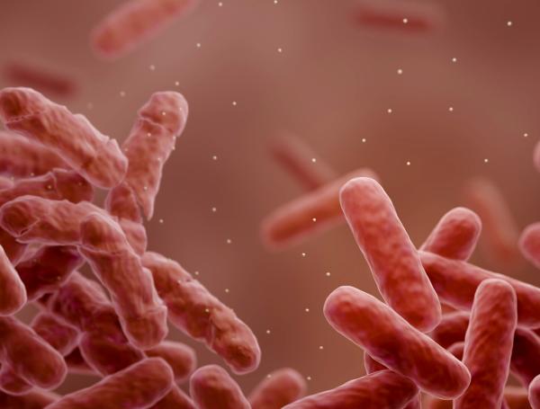 Bacteria