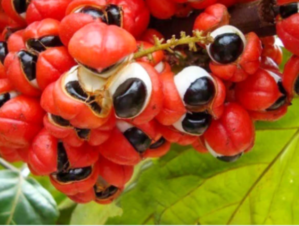 guaraná