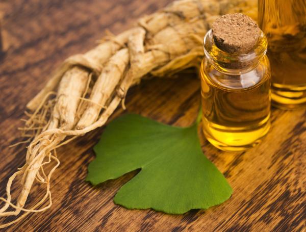 ginkgo biloba