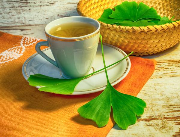 ginkgo biloba
