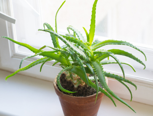 Aloe Vera