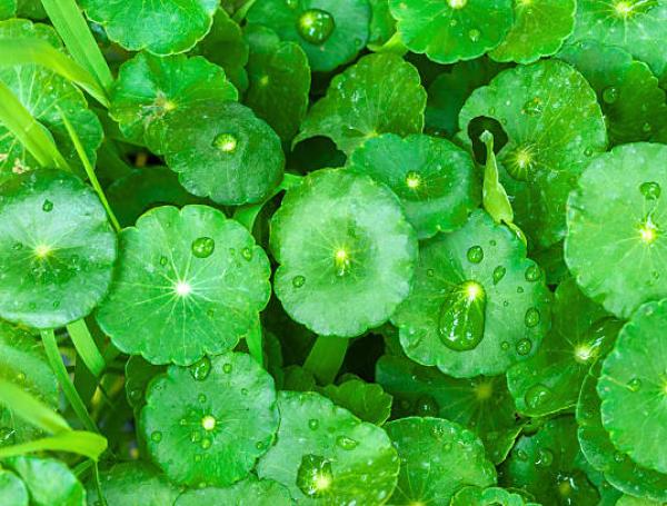 También es llamada gotu kola