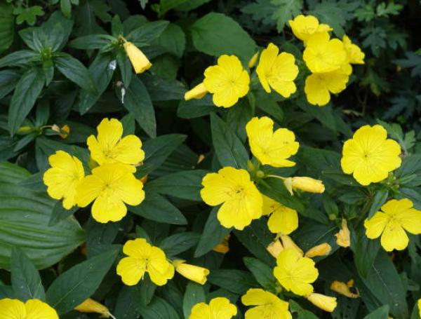 Aspecto de la planta onagra.