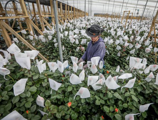 Preparación de flores para San Valentin