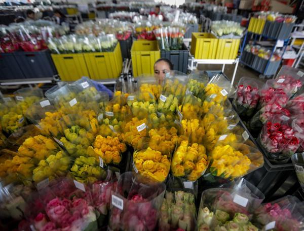 Preparación de flores para San Valentin