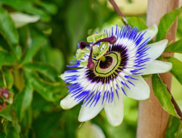 Así luce esta planta ideal para su descanso