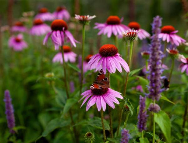 Echinacea, la planta que ganó popularidad