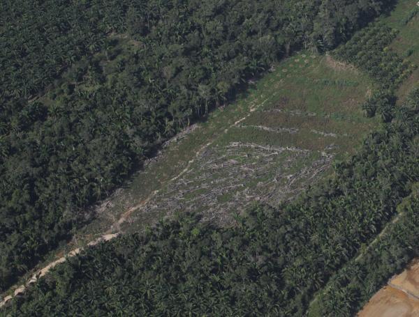 Aéreas de distintos cultivos de palma, arroz y panorámicas en las que se ven ríos en el Norte de Santander y el Catatumbo.