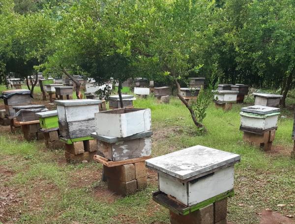 Fabio Diazgrandos, presidente de la Federación Colombiana de Apicultores y Criadores de Abejas (Fedeabejas).