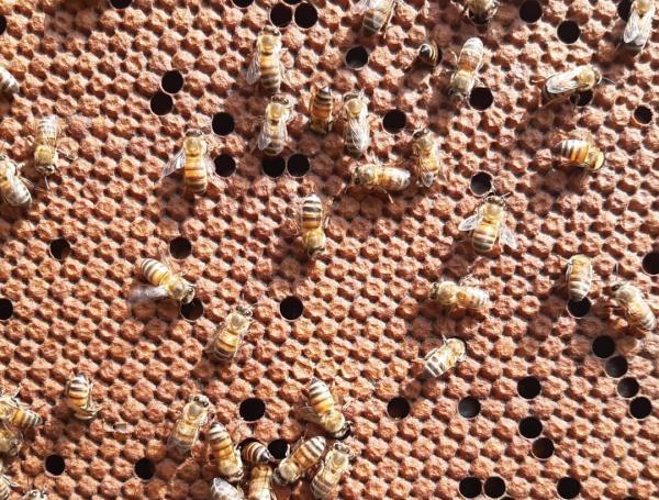 Fabio Diazgrandos, presidente de la Federación Colombiana de Apicultores y Criadores de Abejas (Fedeabejas).