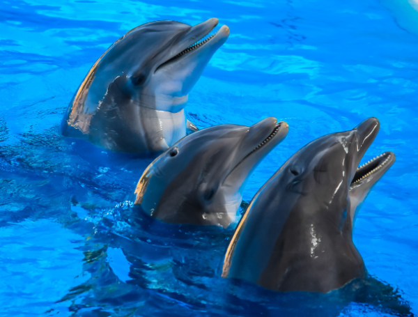 Delfines