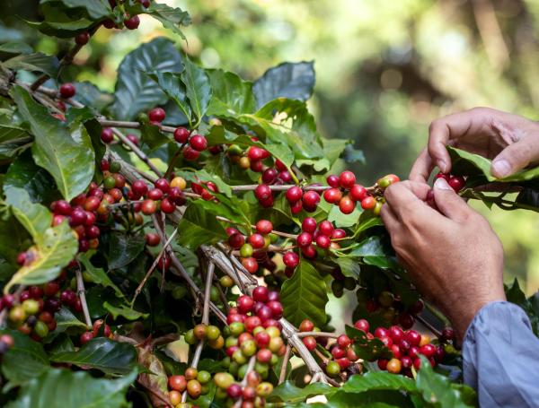 Café y cacao, unos de los productos más exportados