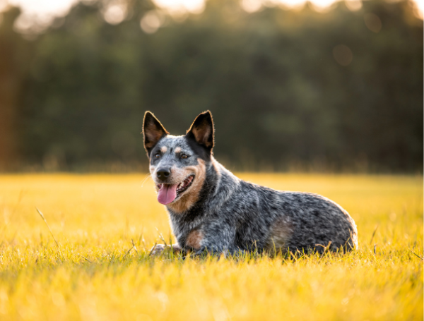 blue heeler