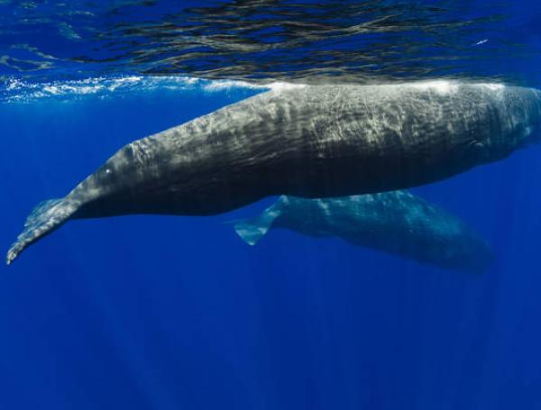 Ballenas cachalotes