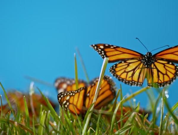 Mariposas