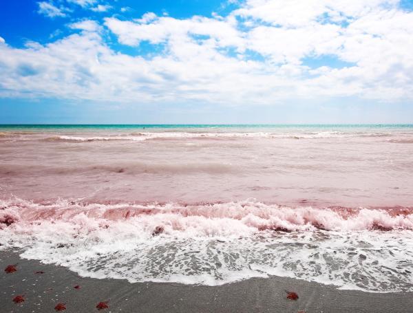 Hay marea roja en la playas de Florida.